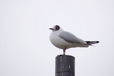 Seagull perching on wooden post against clear sky