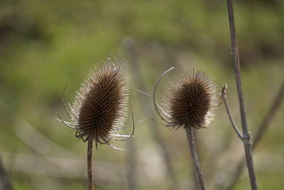 Close-up of plants on field