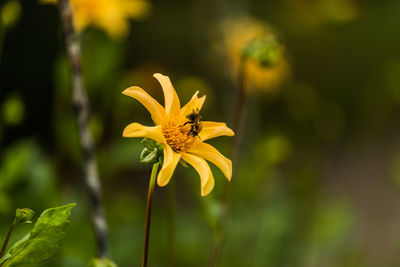 Close-up of yellow flowering plant