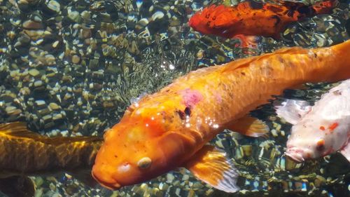 Close-up of fish in aquarium