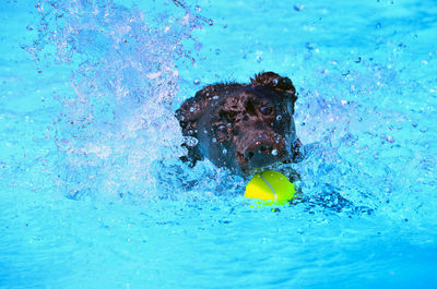 Black labrador retriever benjamin splashing in the pool