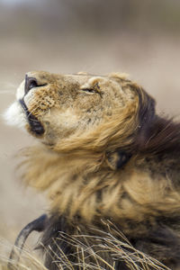 Close-up of lion head