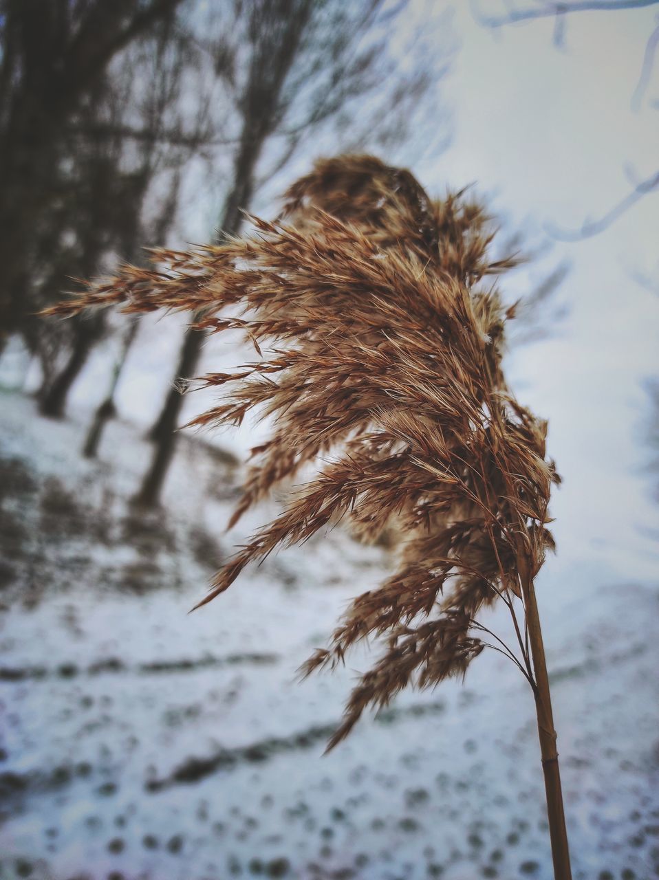 CLOSE-UP OF WILTED PLANT ON SNOW