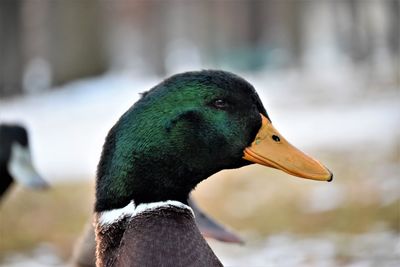 Close-up of a bird