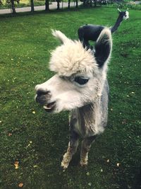 Close-up of alpaca on field