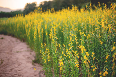 Scenic view of oilseed rape field