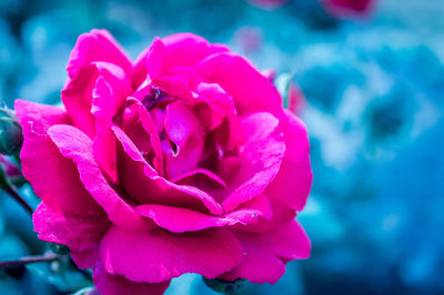 Close-up of pink rose flower