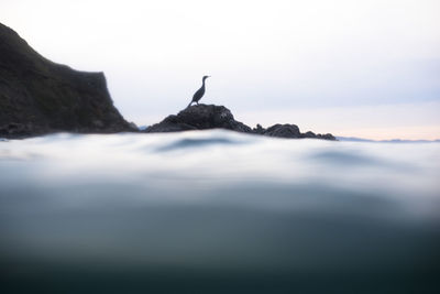 Cormorant sitting on a rock in basque spain