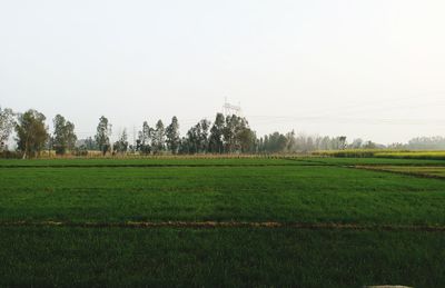 Scenic view of field against clear sky