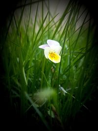 Close-up of white crocus flower on field