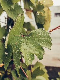 Close-up of raindrops on leaves