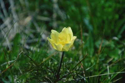 Close-up of yellow flower blooming in field