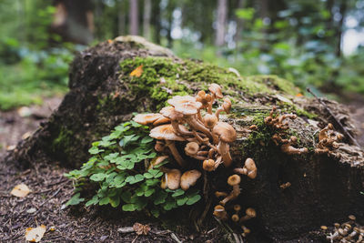 Close-up of mushroom growing on field