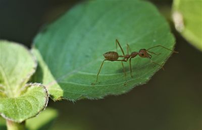 Weaver ant oecophylla smaragdina or major worker