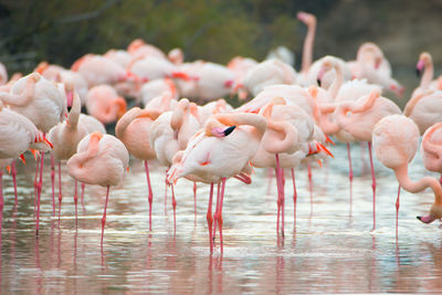 Flamingos in the camarque in southern france, wildlife provence