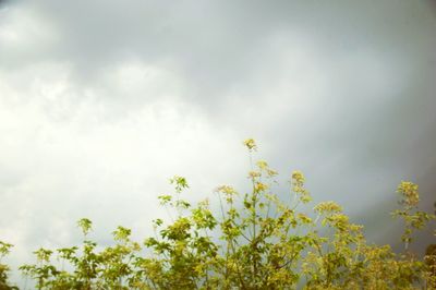 Low angle view of yellow flower tree against sky
