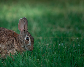 Close-up of rabbit on grassy field