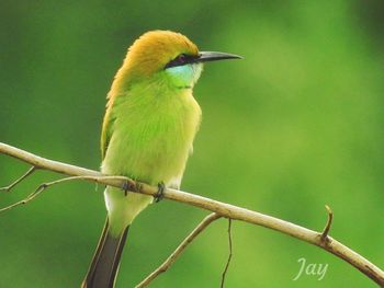 Close-up of bird perching on branch