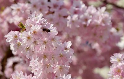 Close-up of insect on pink cherry blossom