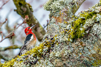 Bird perching on a tree