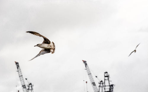 Low angle view of seagulls flying by cranes against clear sky