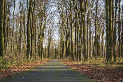 Empty road amidst trees in forest