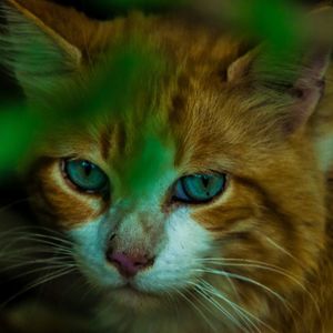 Close-up portrait of a cat