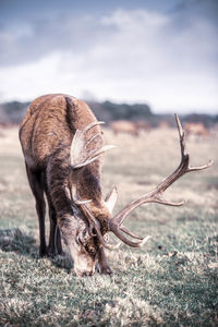 Deer grazing on field