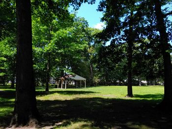 Trees growing in lawn