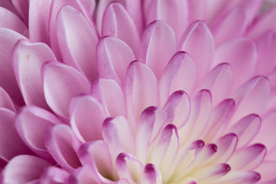 Full frame shot of pink flower