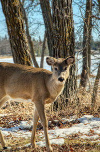 Deer standing on snow covered field