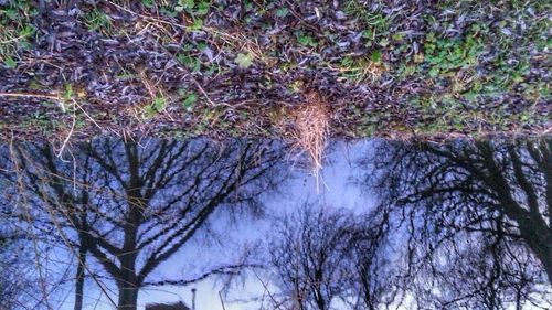 Trees in forest against sky