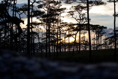 Silhouette trees in forest against sky during sunset