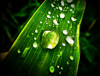 Close-up of green leaves