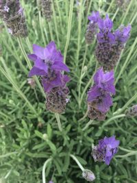 Close-up of purple flowers