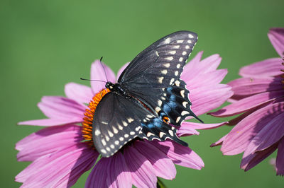 Close-up of butterfly on purple coneflower