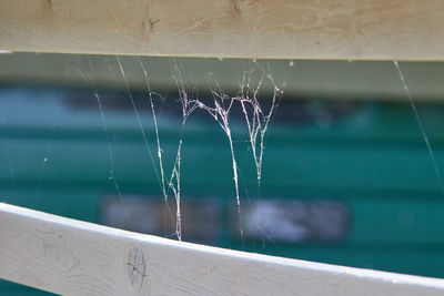 Close-up of spider on web