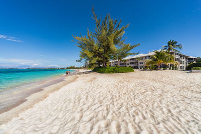 Palm trees on beach