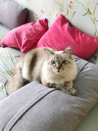 High angle view portrait of cat relaxing on sofa at home