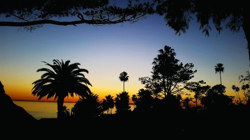 Silhouette trees at sunset