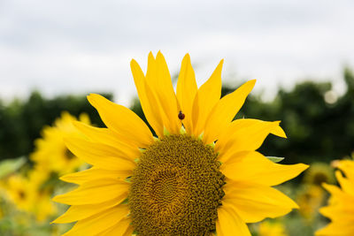 Close-up of yellow flowers blooming against sky