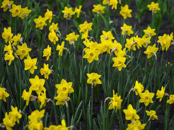 Close-up of yellow daffodil flowers in field