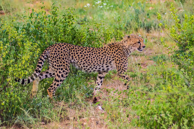 Side view of a cat