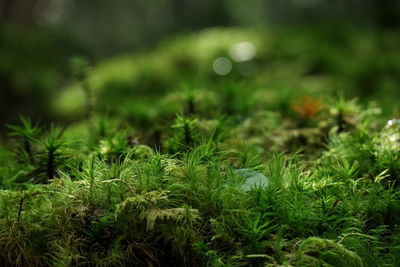 Close-up of plants