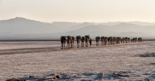 View of horses on mountain against sky