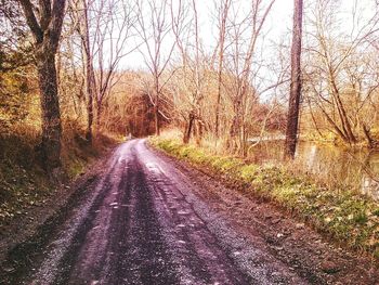 Country road along trees