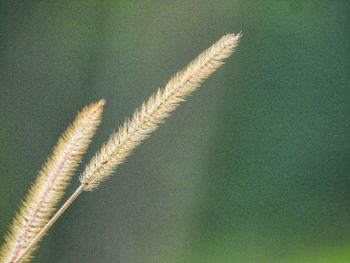 Close-up of stalks against blurred background