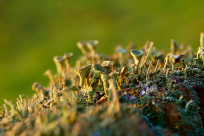 Macro shot of lichen