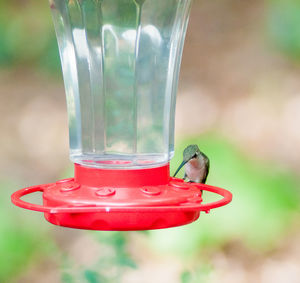 Close-up of hummingbird on bird feeder