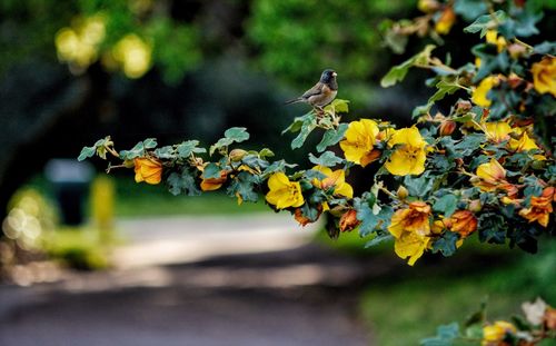 Close-up of bird perching on yellow flower